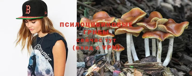 купить закладку  Вышний Волочёк  Псилоцибиновые грибы MAGIC MUSHROOMS 